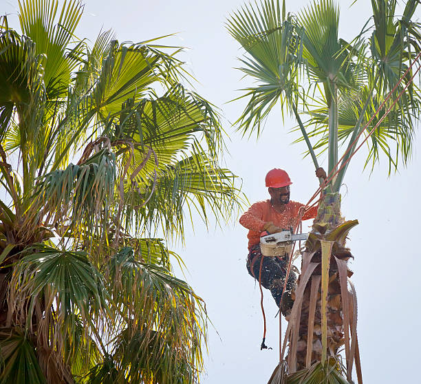 Best Tree Stump Removal  in North Crossett, AR